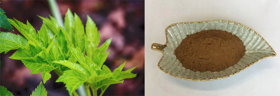 Wholesale Ashitaba Extract