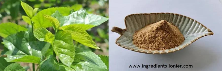 Mulberry Leaf Extract DNJ