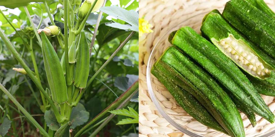 Vegan Abelmoschus Esculentus Extract factory